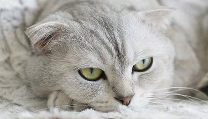 华硕 ROG 进军扩展现实领域，推出 240Hz 游戏眼镜