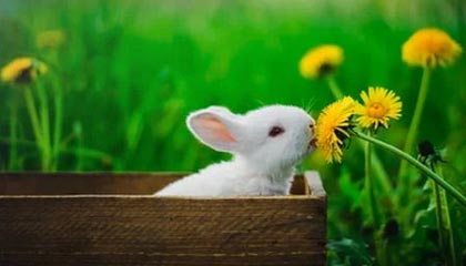 分析师称，《小丑牌》与《丝绸之歌》“在财务上不合逻辑”且“深受玩家喜爱”